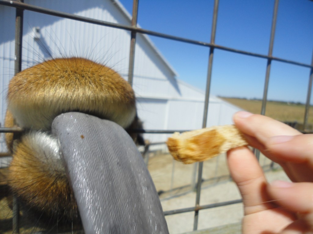 Wordless Wednesday #9 – Guess who’s tongue this&nbsp;is