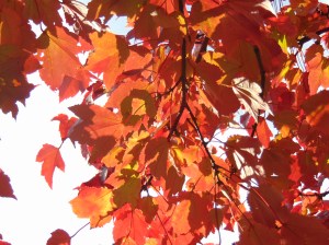 Makes It Own Gravy Turkey Breast (Pics deleted by accident)