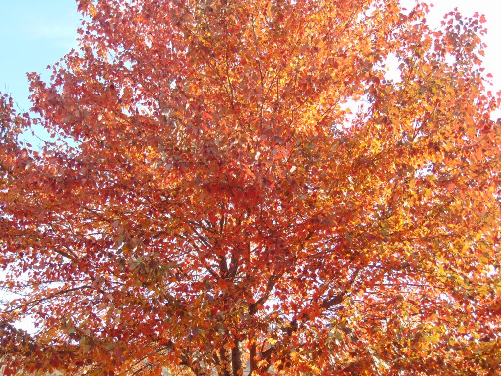 Weekly Ramblings – November 8,&nbsp;2015