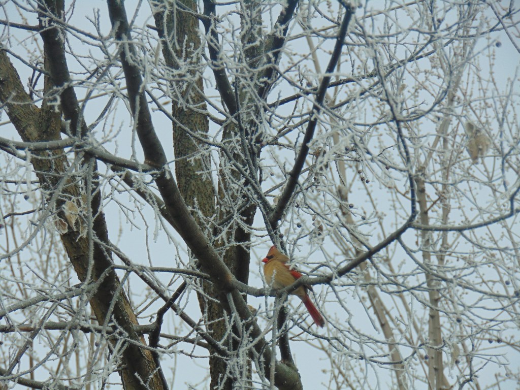 Menu Plan Monday – Week of December 7,&nbsp;2015