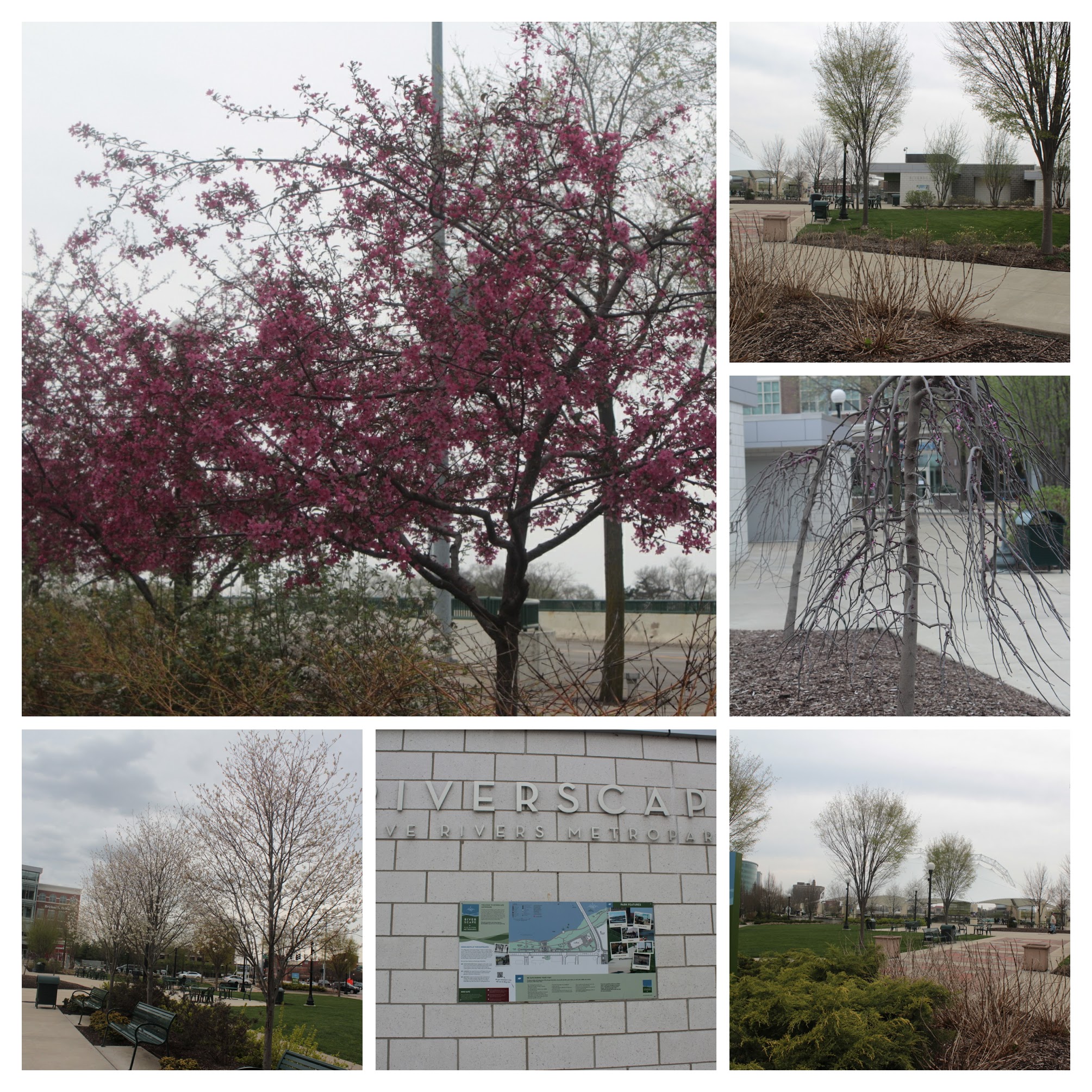 20170411162602_IMG_0435-COLLAGE