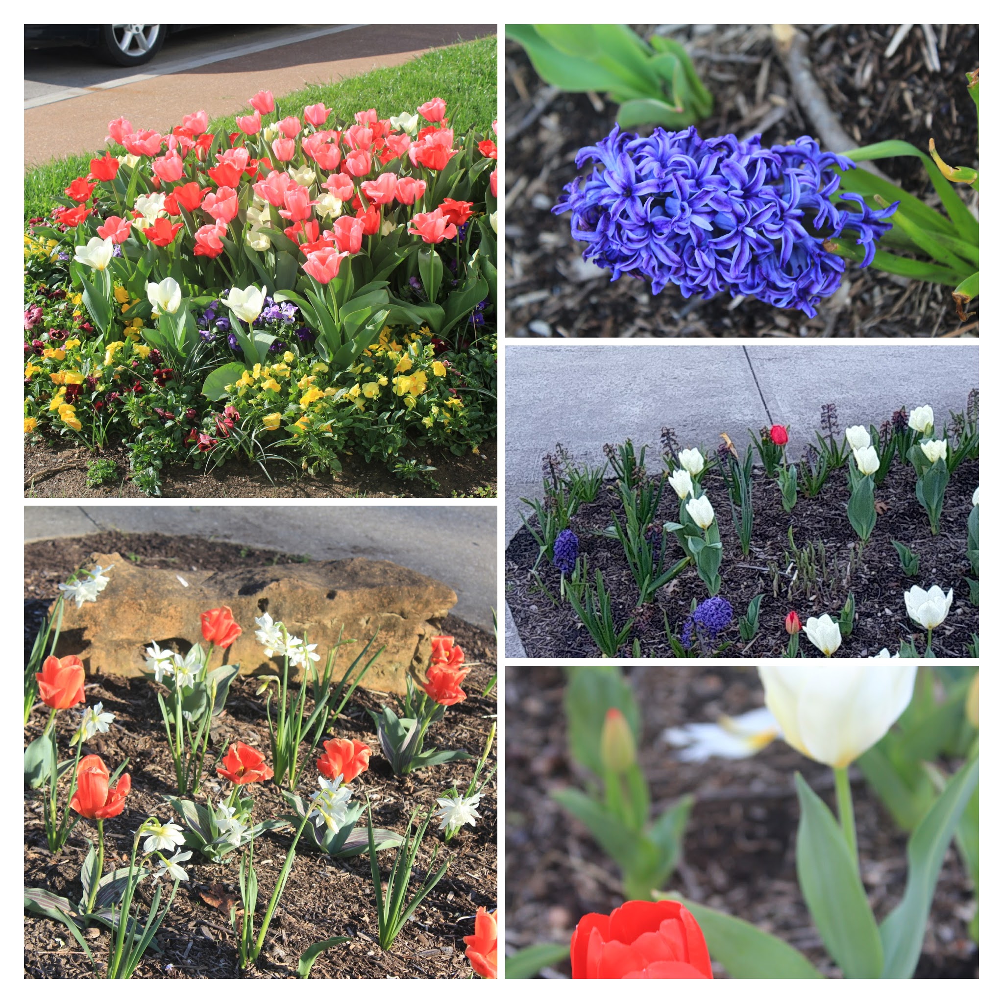 20170329162337_IMG_1377-COLLAGE