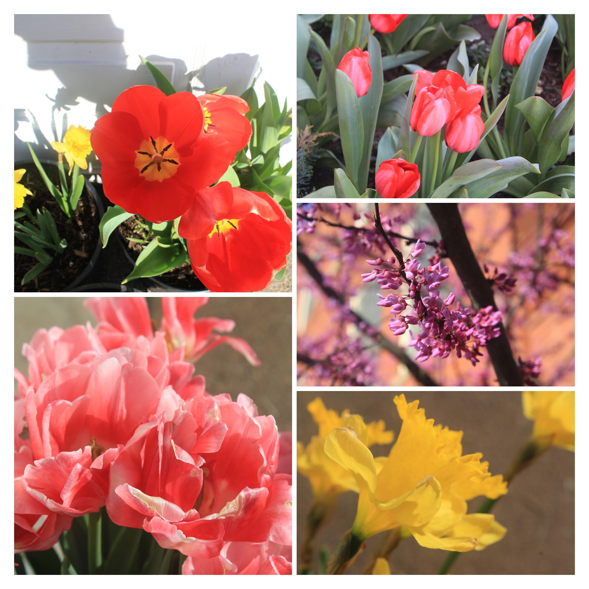 20170329163606_IMG_1391-COLLAGE