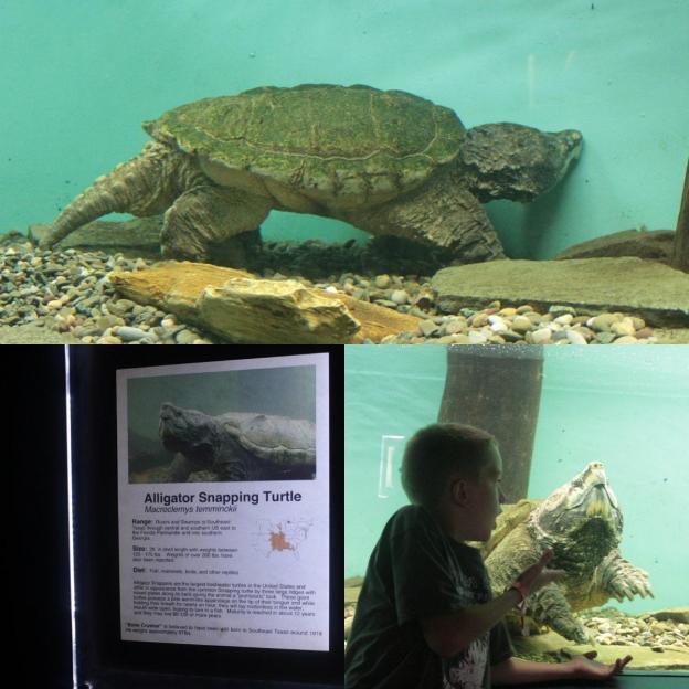 alligator snapping turtle.jpg