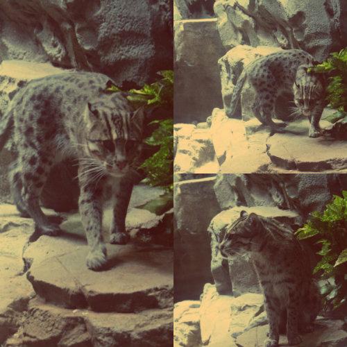 fishing cat.jpg