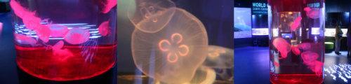 jellyfish.jpg