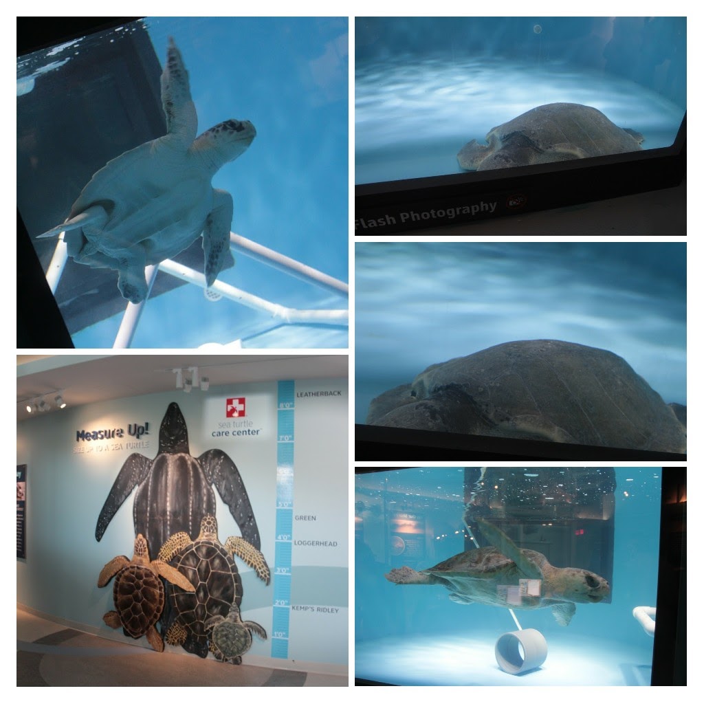 20171111_143838-COLLAGE