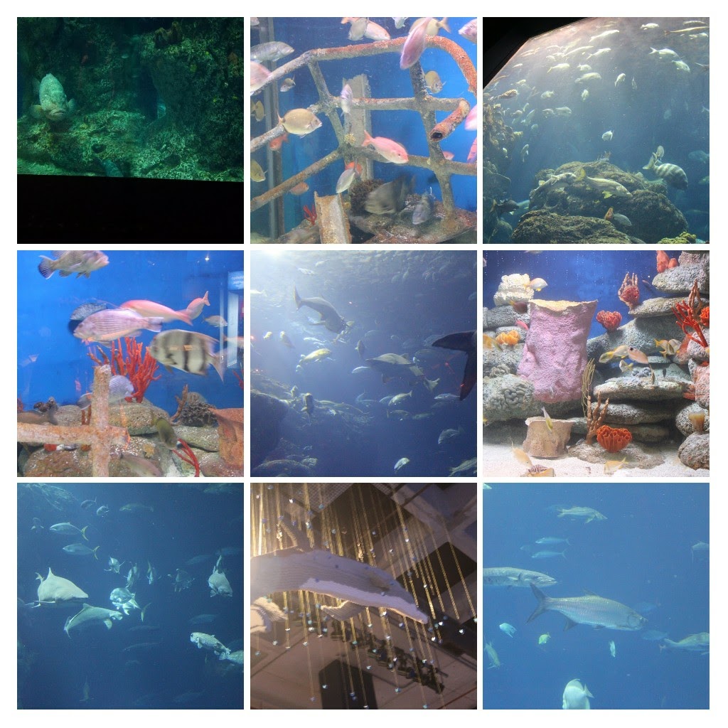 20171111_144357-COLLAGE