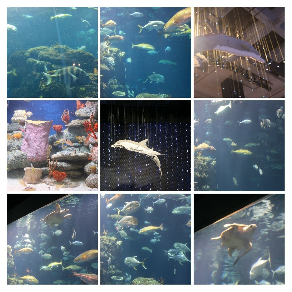 20171111_144447-COLLAGE