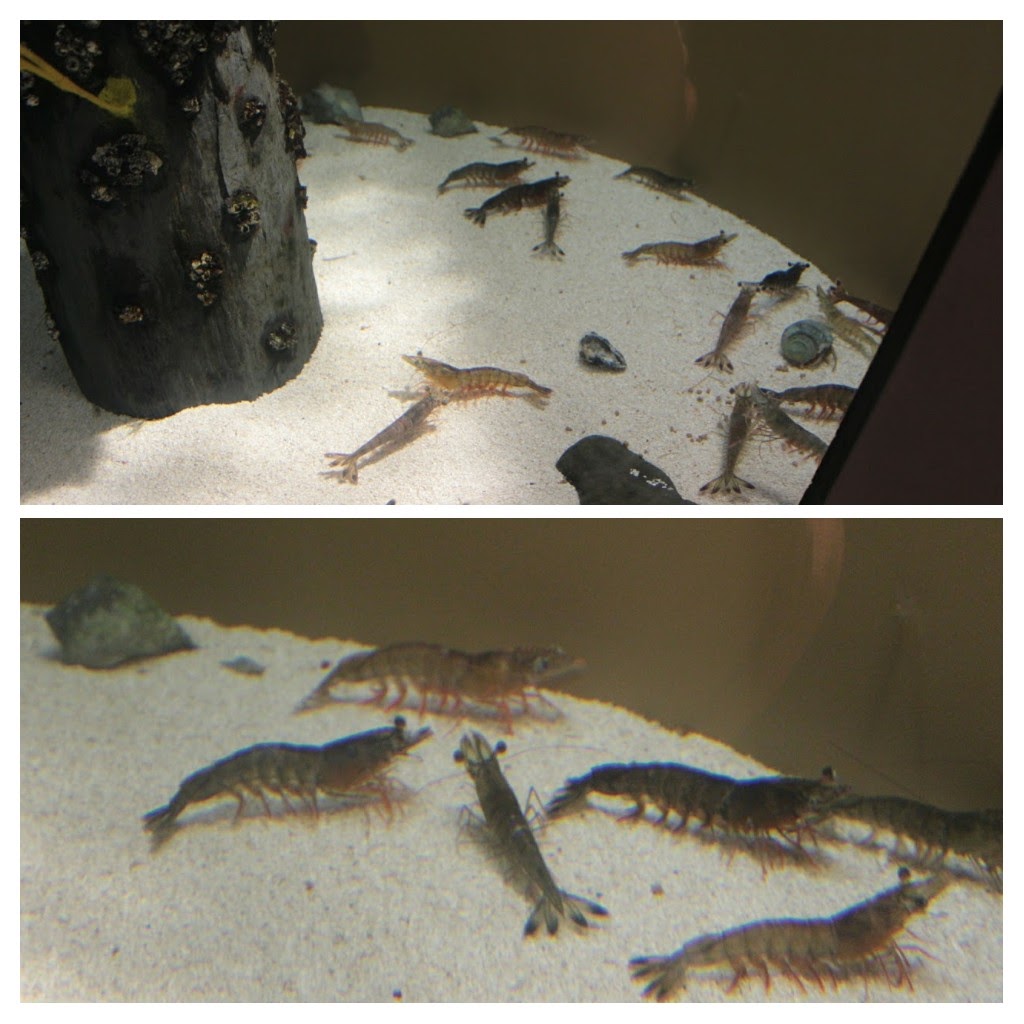 20171111_145217-COLLAGE