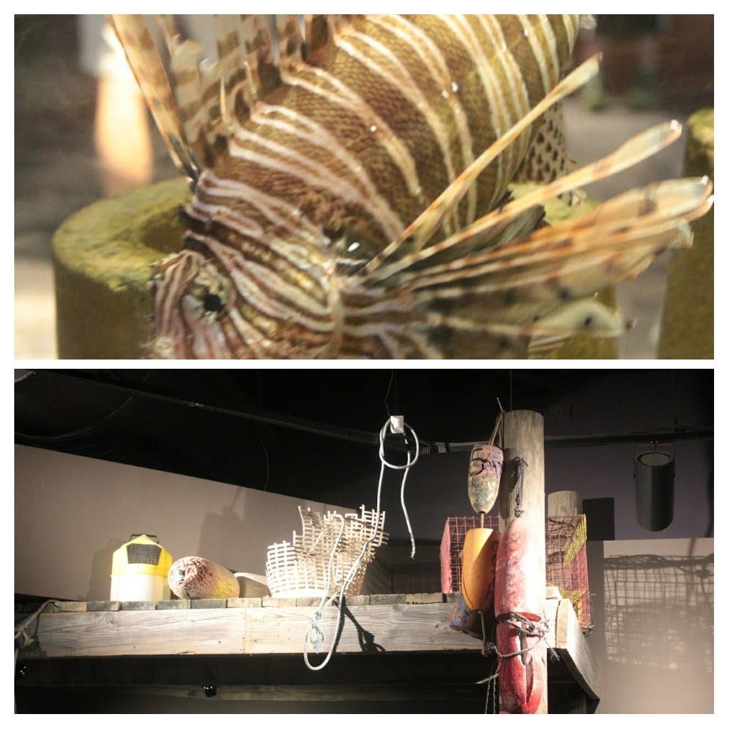 20171111_145244-COLLAGE