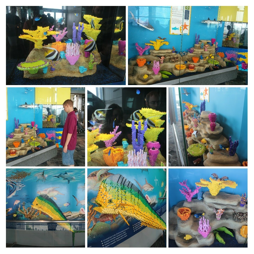 20171111_150512-COLLAGE