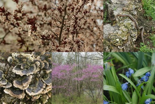 spring 2012 collage 4