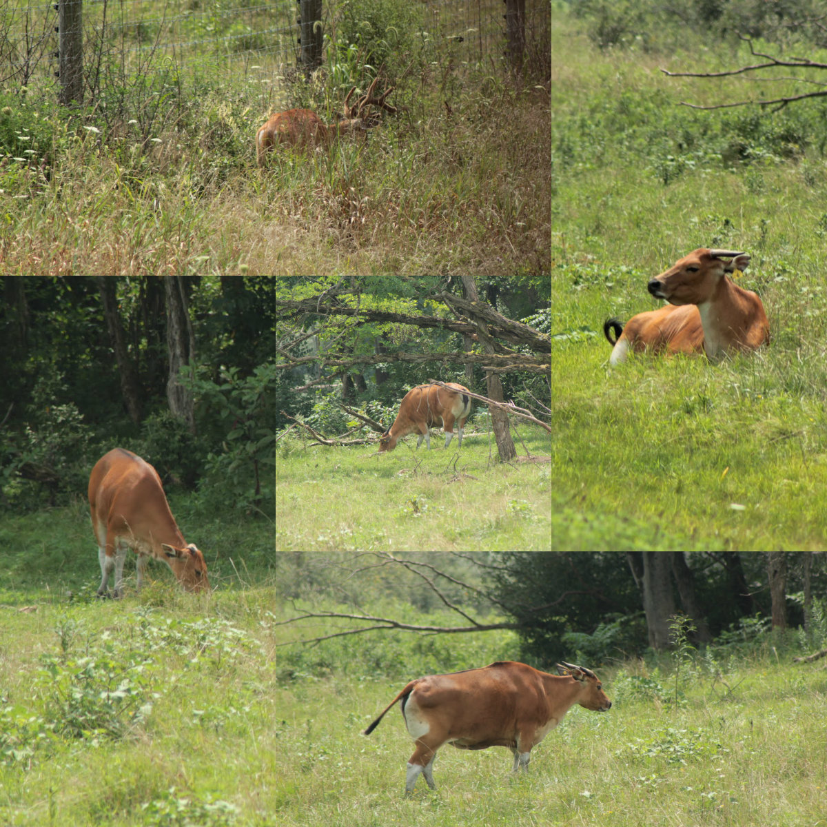 collage12