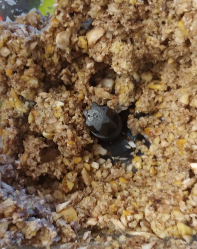 Vegetable meat substitute