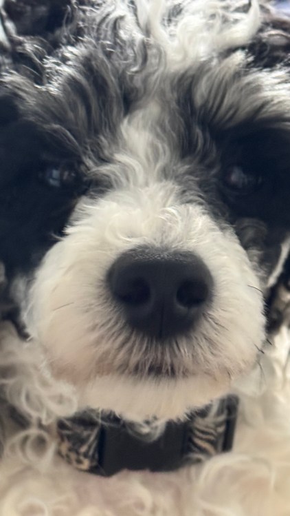 Pongo
